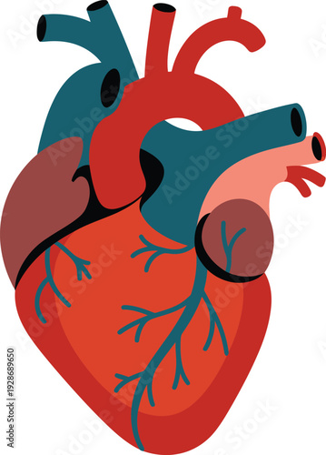 Human Heart Anatomy Vector Illustration with Artery and Vein Details for Medical Education