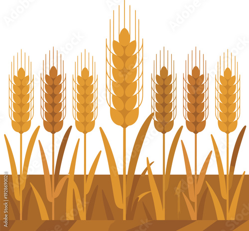 Wheat Stalks Growing in Field Vector IllustrationAgriculture and Food Production