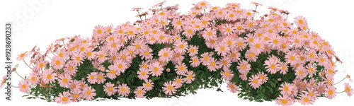 Beautiful cluster of pink daisy-like flowers with yellow centers and lush green foliage, vibrant botanical illustration perfect for gardening, landscape design, and floral artwork