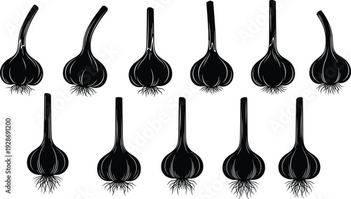 Garlic bulb silhouette collection with roots and stems isolated on white background, black vegetable vector illustration set for food and agriculture design