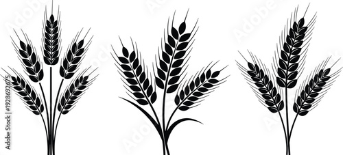 Wheat ear silhouette collection with barley spikes isolated on white background, black agriculture vector illustration set for farming and organic food design