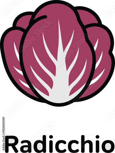 Radicchio Vegetable Leafy Head Vector IllustrationHealthy Food Ingredient