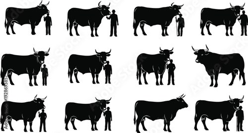 Bull and farmer silhouettes set showing cattle with handler in various poses isolated on white background, livestock farming vector illustration collection