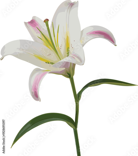 Elegant botanical illustration of blooming lily flower with white petals, pink accents, yellow streaks, green stem and leaves, perfect for floral design, education, and art reference
