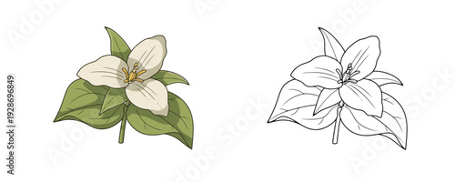 White trillium flower with green leaves in hand drawn cartoon style representing botanical flora or allergy related plants on plain white background