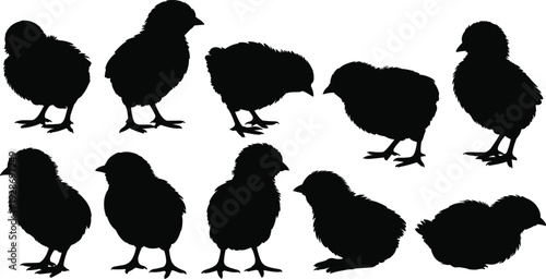 Baby chick silhouette vector illustration set, small chickens standing and sitting poses, cute farm poultry birds design, spring newborn animal graphic collection