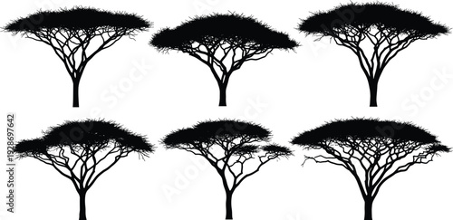 Set of black vector silhouettes of African acacia trees isolated on white background for safari nature landscape and wild savanna wildlife design concept (23 words)