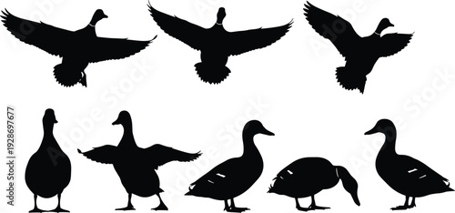 Set of black vector silhouettes of flying and standing ducks isolated on white background for hunting sport wildlife and nature design concept (22 words)