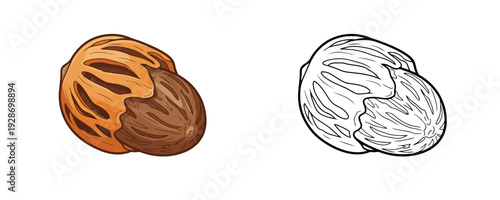 Brown nutmeg seed with orange mace shell in hand drawn cartoon style representing cooking spices or allergy triggers on white background