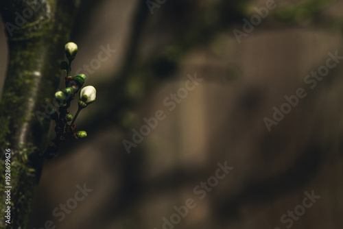 Young Cherry Blossom Buds on Branch in Early Spring, Macro Close-Up with Soft Blue Background