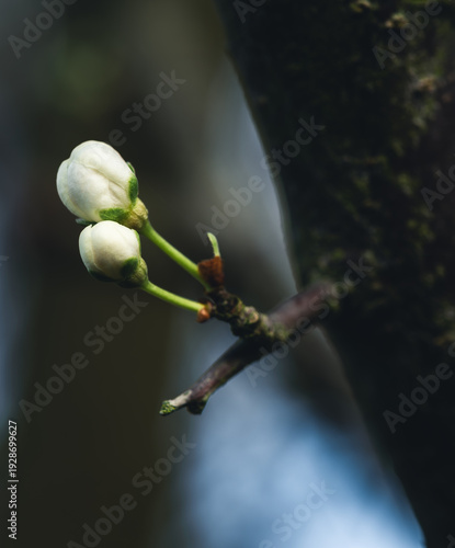 Young Cherry Blossom Buds on Branch in Early Spring, Macro Close-Up with Soft Blue Background