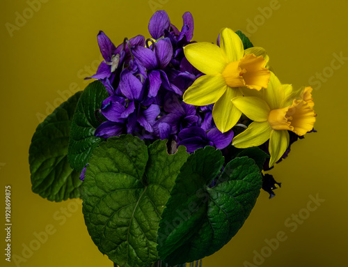 Spring bouquet of yellow daffodils and purple violets in glass vase on blue and yellow background
