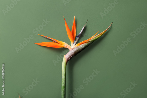 Beautiful strelitzia flower...