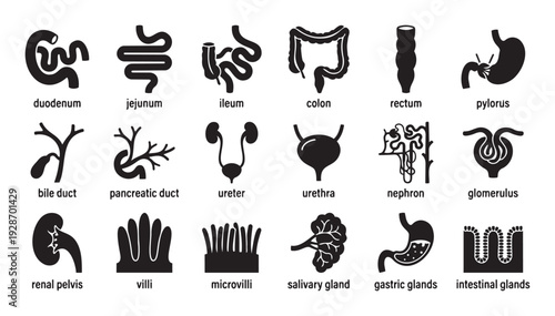 Comprehensive collection of human digestive and urinary system anatomical organ and microstructure icons perfect for medical education materials and scientific presentations.