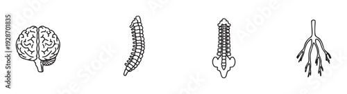 Essential human anatomy collection featuring a detailed brain, vertebral column, and nerve root system perfect for medical, biology, and healthcare related projects and education.