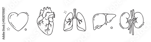 Medical education resource featuring hand drawn human internal organs like heart lungs liver and kidneys for health awareness and biology studies