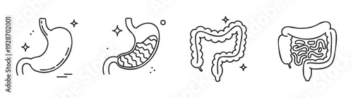 Clean line icons illustrating vital human digestive system organs including the stomach and intestines, suitable for medical presentations, healthcare education, and wellness publications.