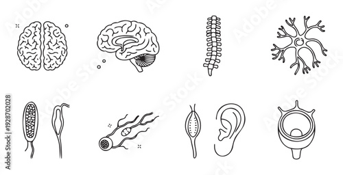 Line art icons of human anatomy and biology including brain spine neuron sperm and egg cells useful for educational materials medical presentations and science research graphics