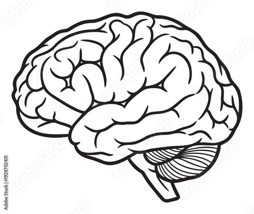 Simple human brain line drawing for educational materials, scientific presentations, medical awareness campaigns, and neuroscience related informational graphics.