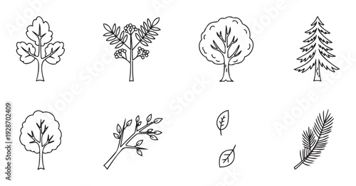 Hand drawn outline collection of various tree and plant forms, including deciduous, evergreen, berry branches, and leaves, ideal for nature themed graphic projects and educational materials.