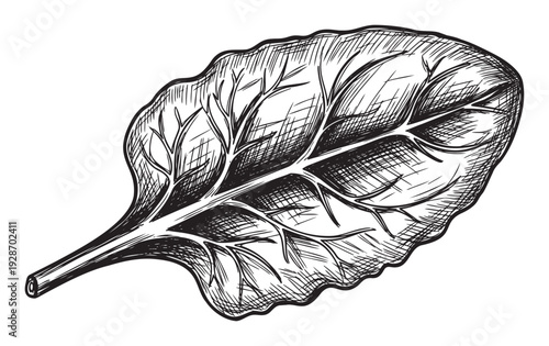 Detailed hand drawn fresh green vegetable leaf in classic vintage engraving style ideal for organic food product branding, healthy recipe books, and natural farm market marketing materials