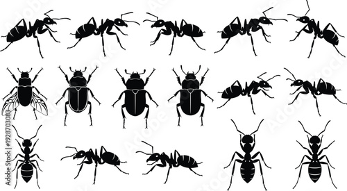 Ant and insect silhouettes collection, detailed ants beetles bugs in multiple views, black vector illustration for biology, nature, education, and design projects