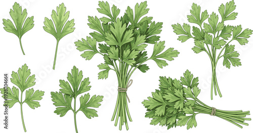 Flat leaf parsley illustration showing individual leaves and tied bunches, ideal for culinary, botanical, and educational herb-themed design and reference use.