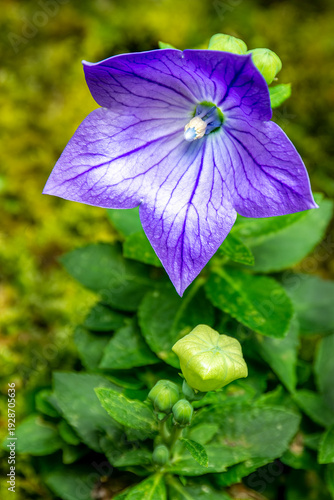 桔梗の花が咲く