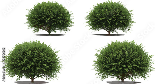 Four green bushes with rounded canopies and visible trunks arranged symmetrically, ideal for landscaping, botanical, and nature-themed design or educational use.