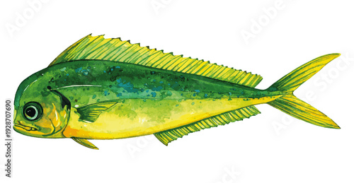 Tropical Mahi-Mahi Fish Realistic Watercolor Painting