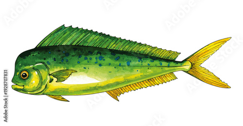 Tropical Mahi-Mahi Fish Realistic Watercolor Painting