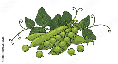 A vibrant illustration showcasing multiple fresh green pea pods, some opened to reveal plump peas, surrounded by delicate leaves and curly tendrils.
