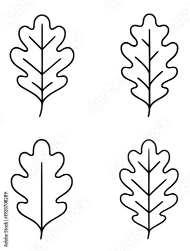 Icon, 4 oak leaf illustrations with outline design