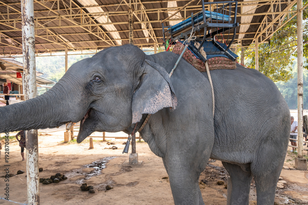Fototapeta premium Asian elephant (Elephas maximus) living in wildlife conservation area in Chiang Rai province of Thailand.