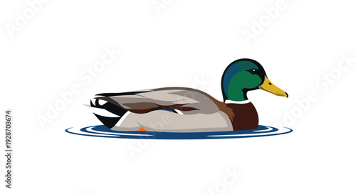 A beautiful male mallard duck with a green head and brown chest swims calmly on a small blue ripple of water.