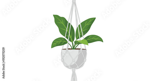 A green potted houseplant with broad leaves is suspended in a white macrame plant hanger against a plain white background.