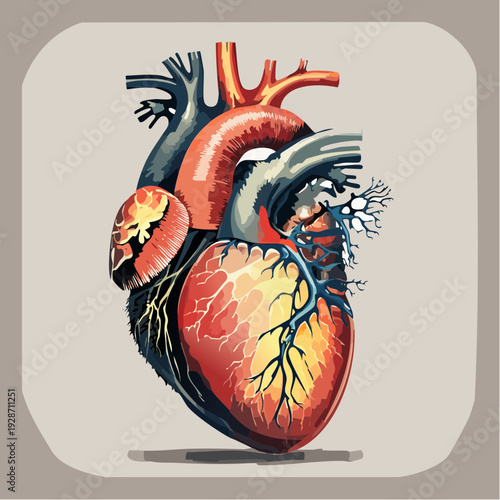 Front‑view digital illustration of a stylized human heart centered on a light gray background for anatomy education and cardiovascular learning
