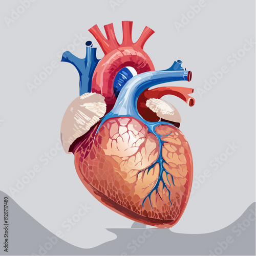 Detailed medical illustration of the human heart anatomy showing vessels and structure from a frontal viewpoint