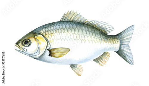 Barramundi Fish Watercolor Illustration