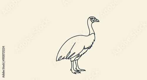 Simple Line Drawing of Standing Ostrich Bird.