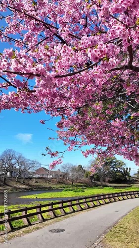 江津湖の河津桜