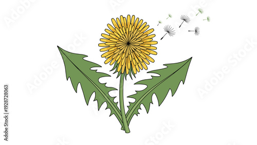 Yellow dandelion flower with green leaves and floating seeds representing nature, spring season, wild growth, and the outdoors.