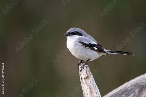 Loggerhead Shrike proudly perched on a large deadwood branch had beak point to left