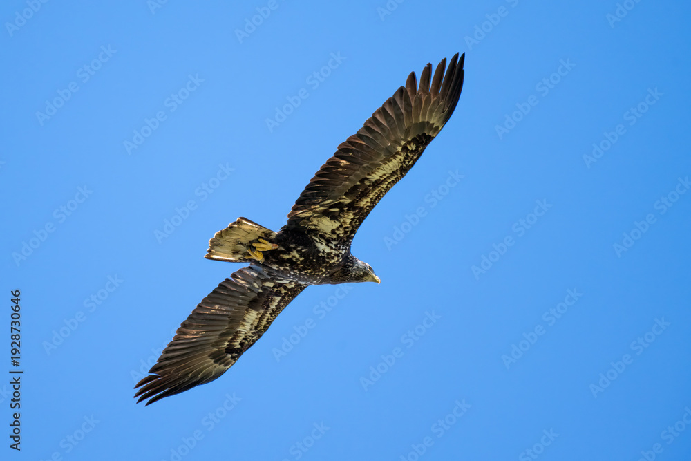 Fototapeta premium View of beneath a young Bald Eagle has wings spread while soaring high against the blue sky while scouting for food