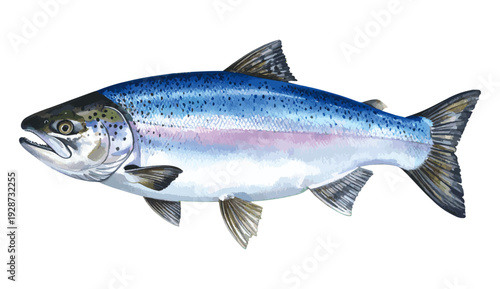 Salmon Fish Watercolor Illustration