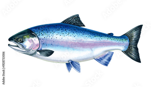 Salmon Fish Watercolor Illustration