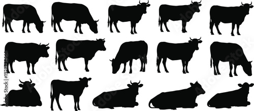 Black silhouette set of cows and bulls grazing standing and resting in various poses for cattle farming and dairy agriculture