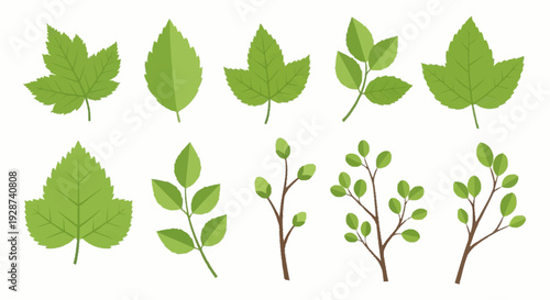 Assortment of Green Leaves and Branches Suitable for Natural and Organic Designs
