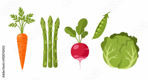 Colorful Variety of Fresh Vegetables Including Carrot Asparagus Pea Radish and Lettuce on White Background