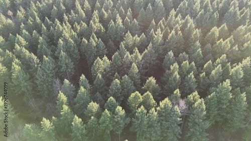 Travelling drone au-dessus d'une forêt - vue verticale des cimes